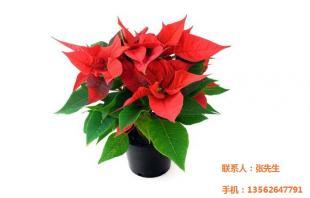 乌兰察布盆花市场崛起 文涛花卉苗木引领优质农副产品新潮流
